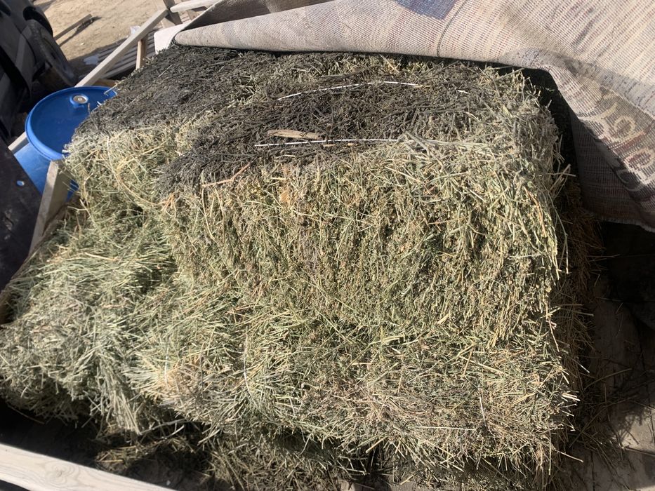 жоңышқа шөп жонышка