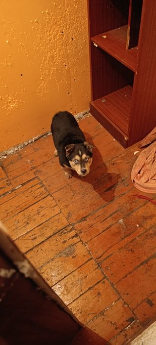 Отдам  щенка в добрые руки