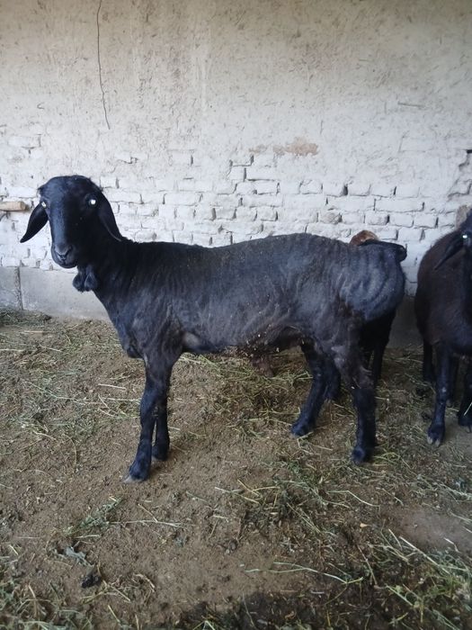 Qazoqi qo‘chqor sotiladi