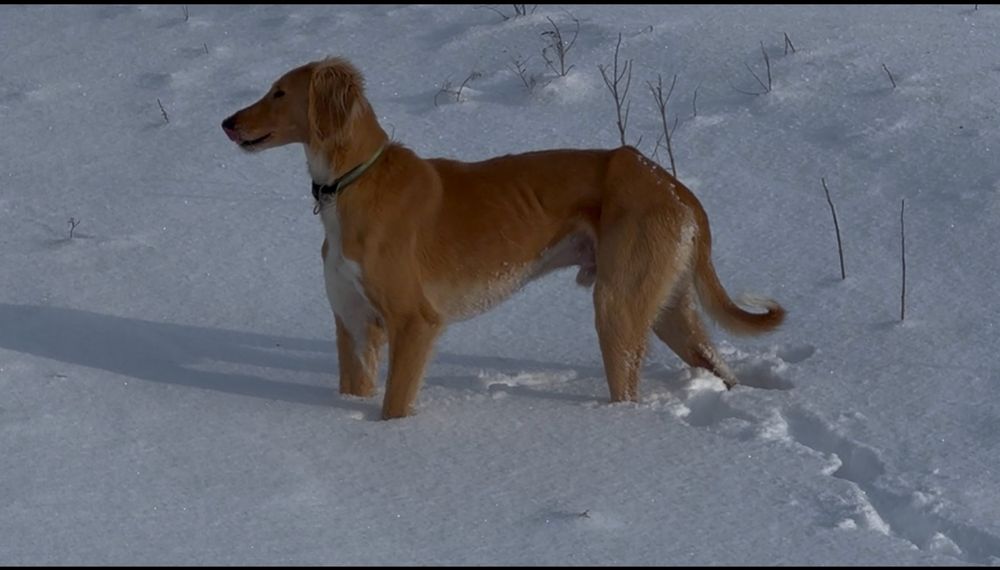 Шашақ Тазы арлан.