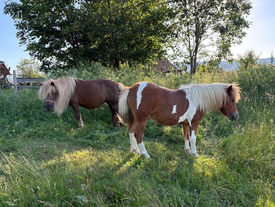 Ponei de vanzare
