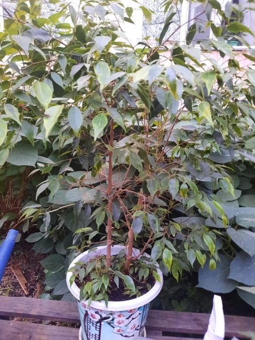 Комнатные растения