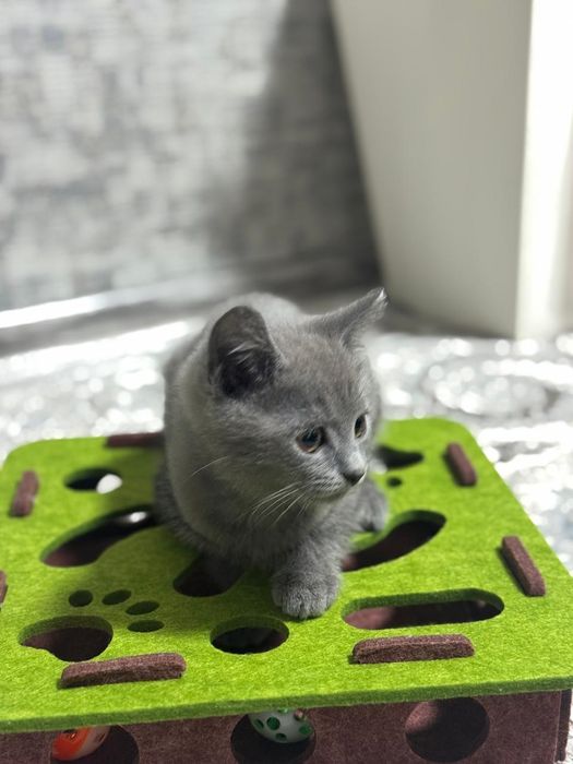 Британский серый котёнок
