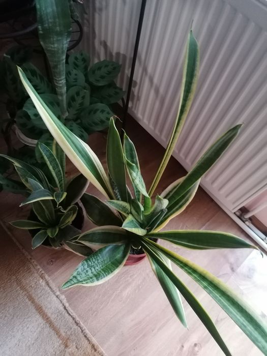 Стайни, саксийни цветя