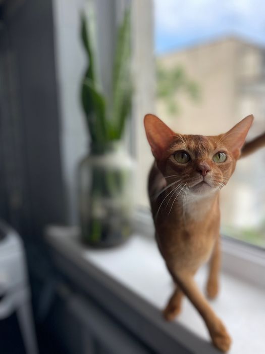 Абиссинская кошка