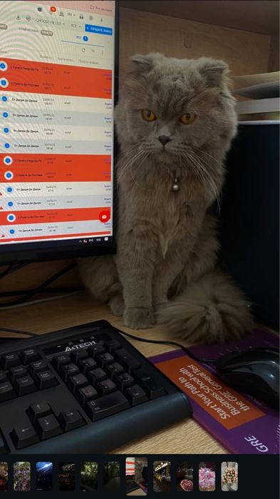 Хайленд-фолд на вязку