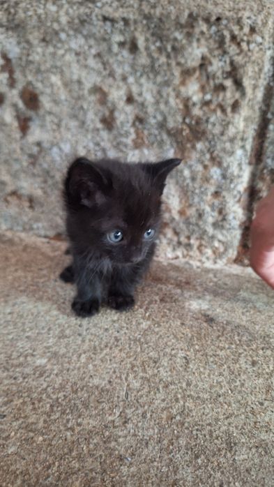 Подарявам рошави котенца