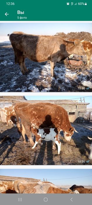 Продам скотину срочно