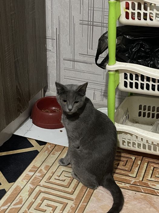 отдаем кошку, в хорошие руки!