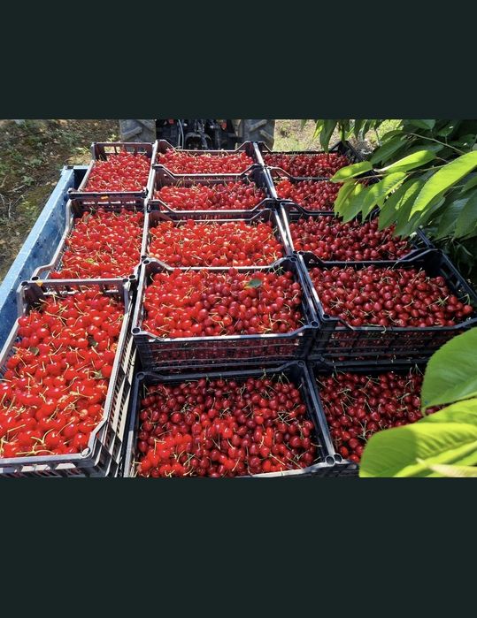 Продавам череши на едро