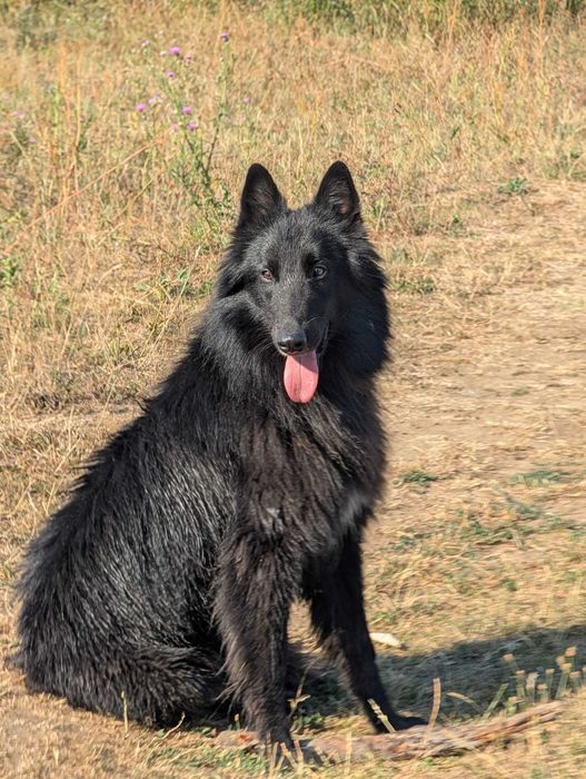 Ciobanesc belgian groenendael