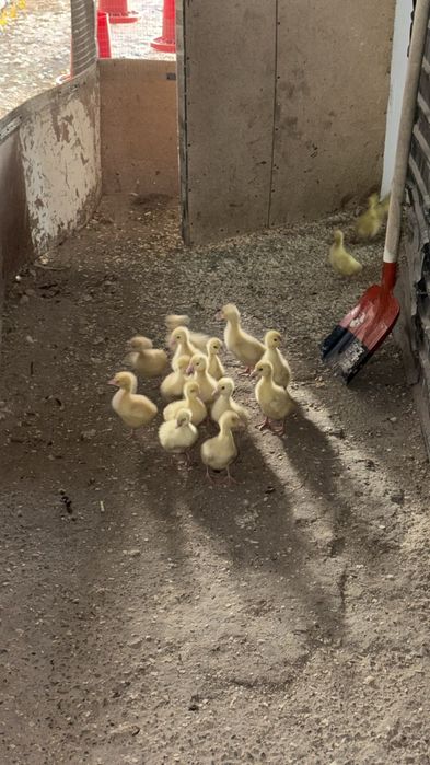 Гусята, Қаз балапандары.