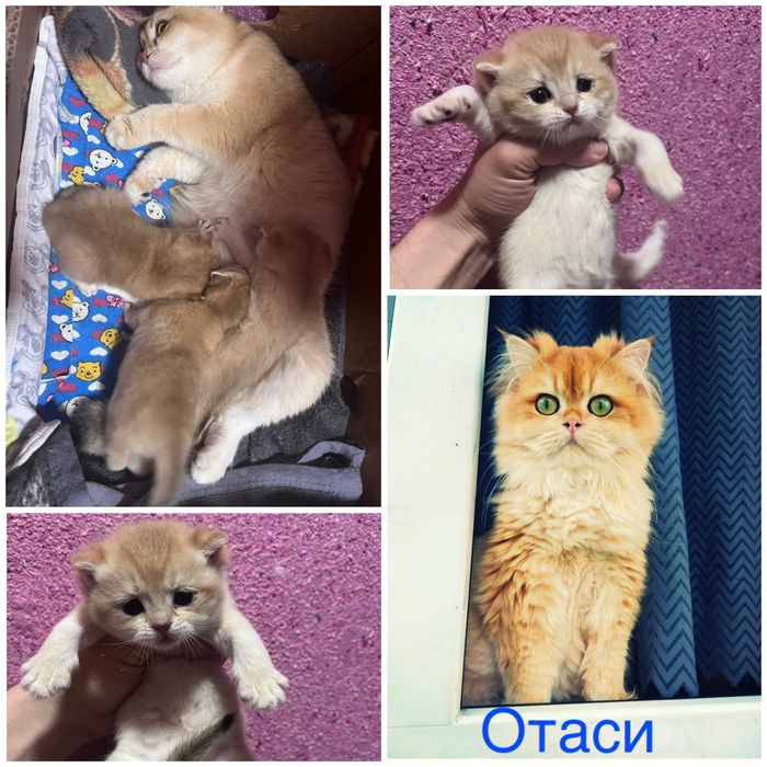 Оригинал залатой шиншила на бронь