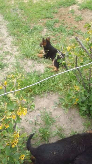 ПРОДАЮ ЩЕНЬКОВ  ВОС-Европейской овчарки