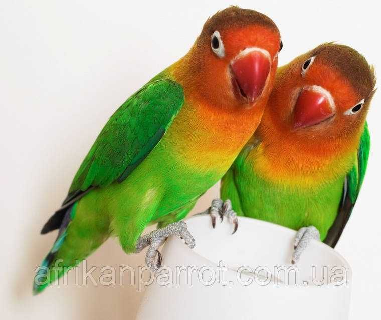 Фишер неразлучники попугай продаются