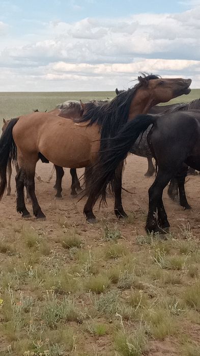 Мз айғыр сатылады