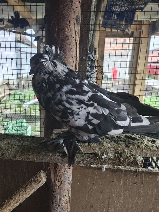 Urias maghiari pereche