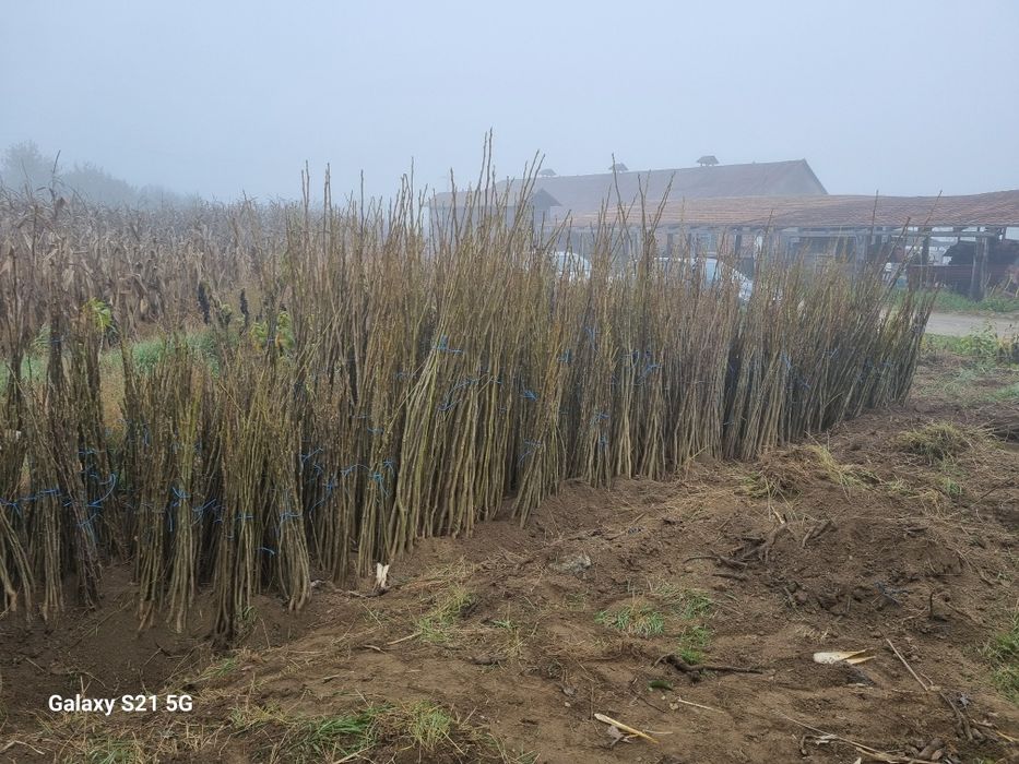 Vând piersic și nuc.