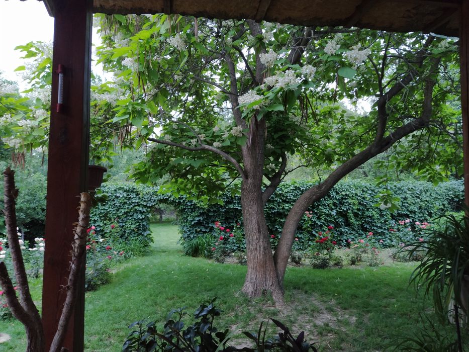 Продам платан цветущий