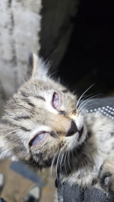 Котёнок ищет дом!