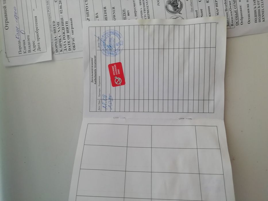 Щенок Кане корсо