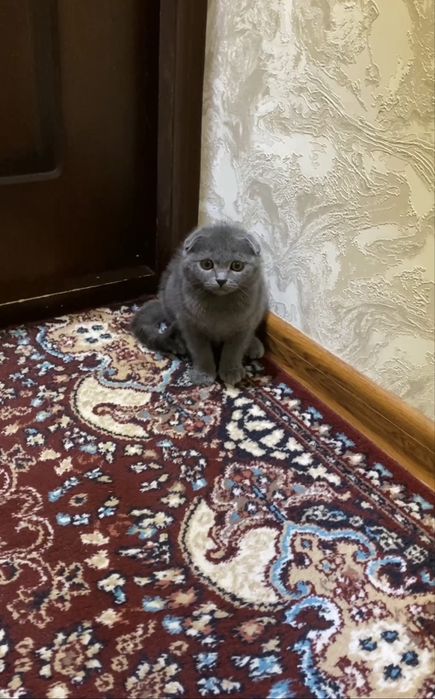 Scottish fold 1 ta erke 1 ta qiz