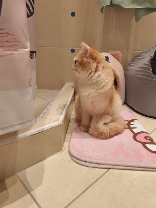 9-месечна женска златна британска късококосмя котка