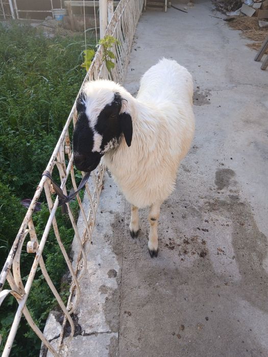 Qoramol qoylar, 2 dona. Qurbonlik un qoʻylar
