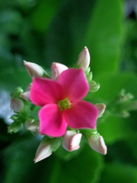 Продам хризантемы мультифлора, каланхоэ, фиалки