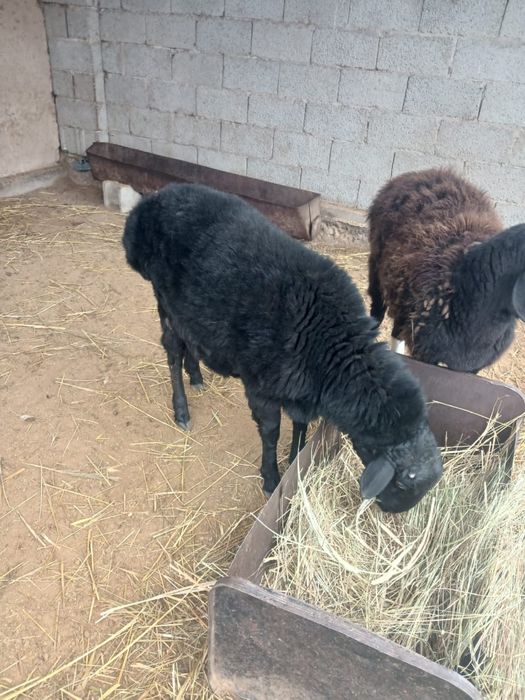 Қошқар сатылады семіз.