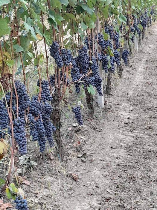 Producător Butași vița de vie