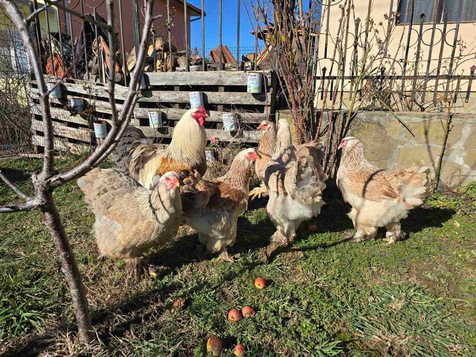 Продавам разплодни яйца от Сьомгова брама [Salmon Brahma]