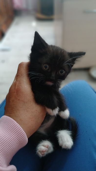 Отдам котят в добрые руки