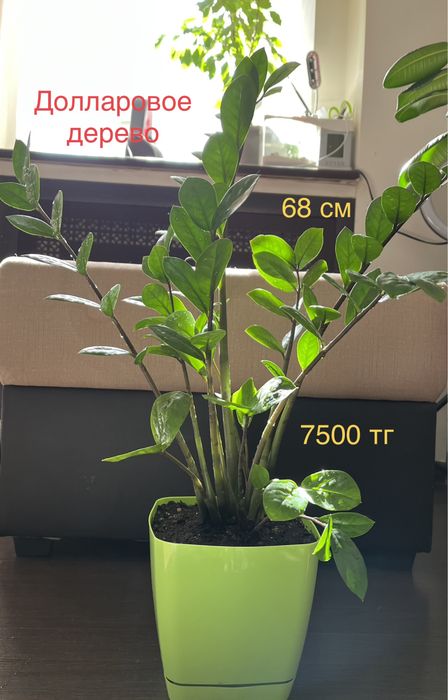 Продам фикусы: фикус эластика,  долларовое дерево!