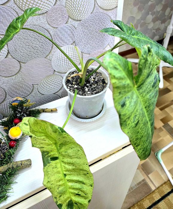 Филодендрон Paraiso verde