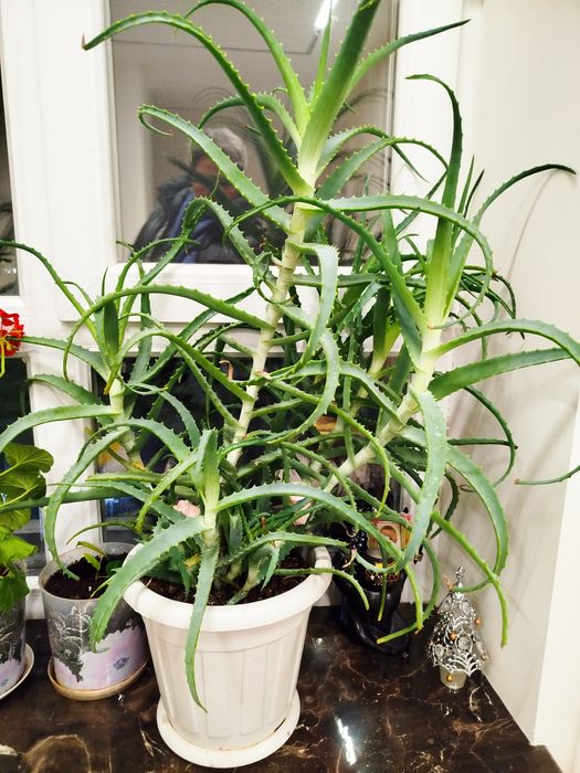 Продам алое для лекарственных целей