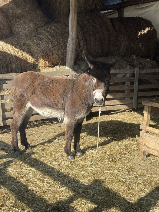 Vand 2 magari  detali la nr de tefon !!