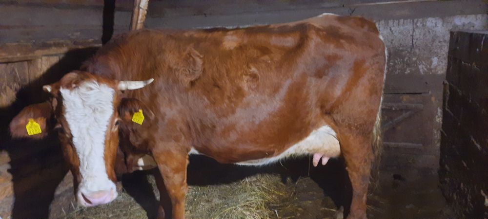 Vînd  vacă fătată