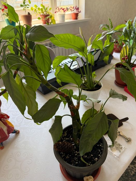 Продаю комнатные цветы.