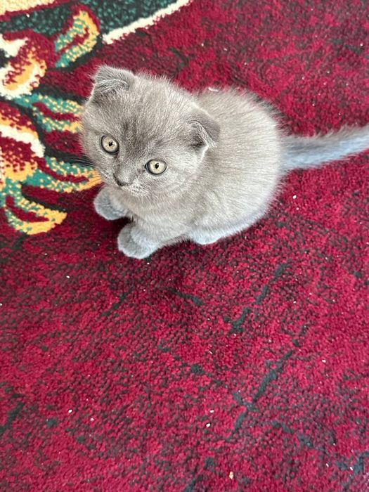 Scottish fold mushuk