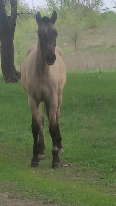 Жабагы ургашы Рысак