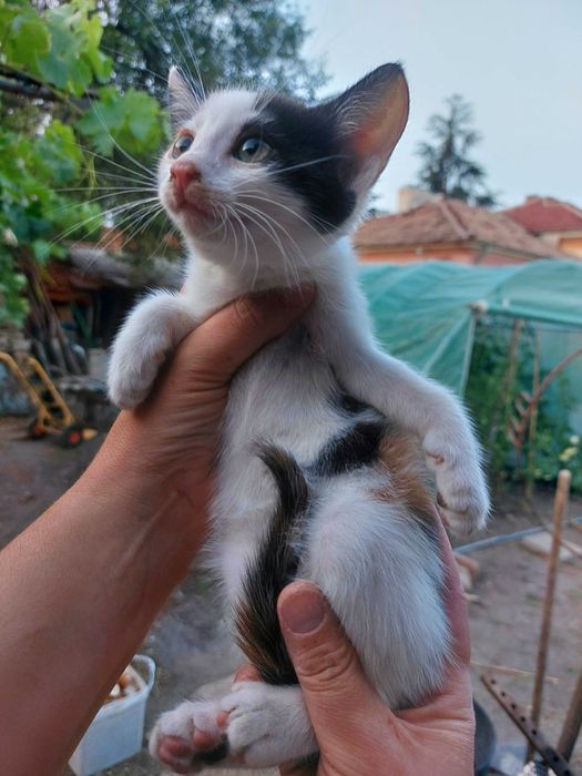 Подарявам котенца