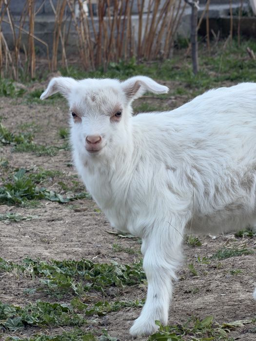 Ешкі , қозы сатылады Козы и козлёнык