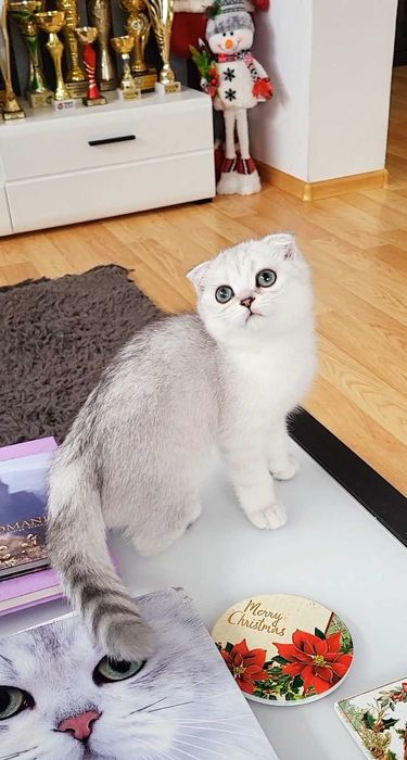 Baiat scottish fold cu pedigree