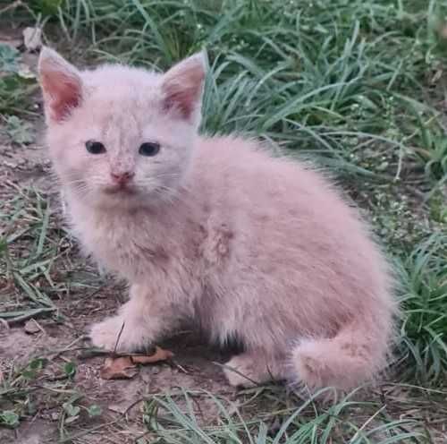 Котята ищут дом!!!