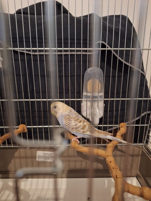 Peruși mascul si femelă + colivie