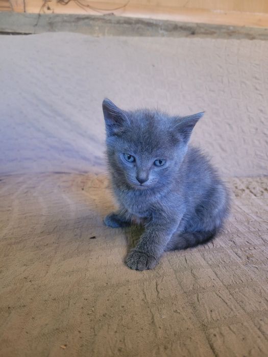 Бесплатно котяты