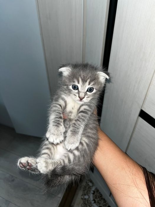 Отдам котят в хорошие руки