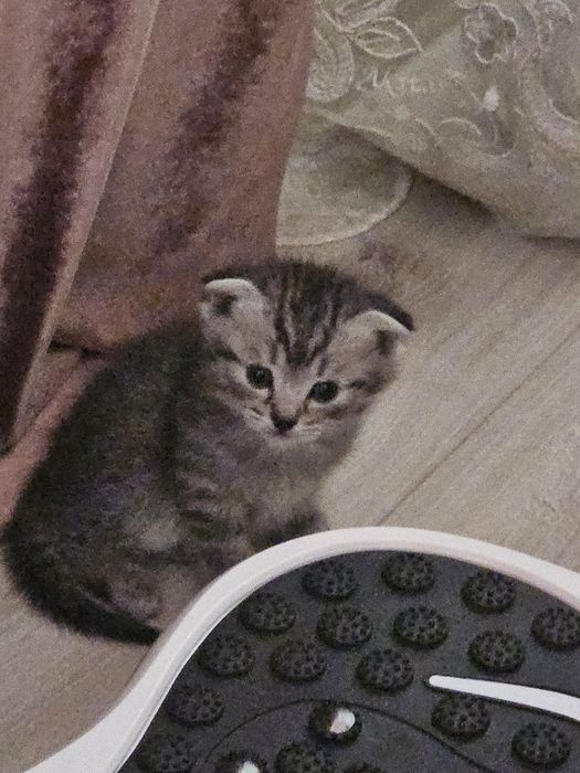 Котята шотландские