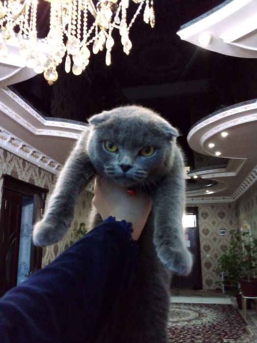 Porno qizlar oyinchoqlar bilan oynash